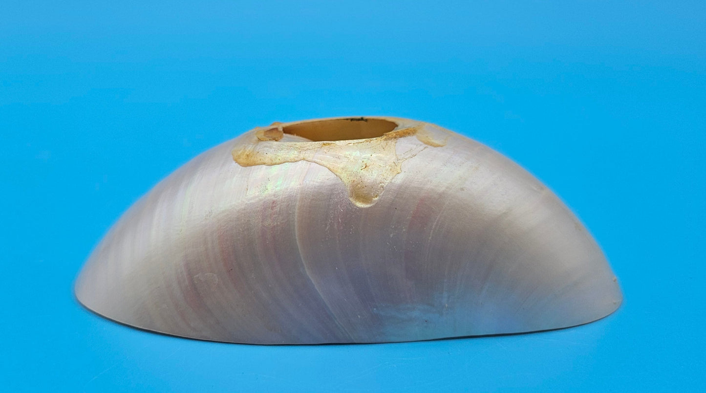 Bottom Cut Pearl Nautilus Shell Base – 4"