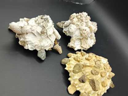 Carrier Shell (Xenophora)