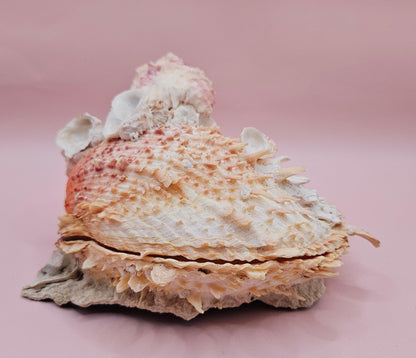 Spiked Spondylus Shell with Barnacles – Coastal Decor Display Shell 5.4"