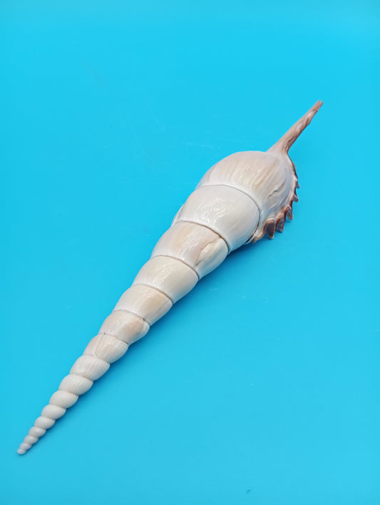 Large Shinbone Tibia Shell Display – Coastal Home Decor Specimen (Tibia fusus) 9"