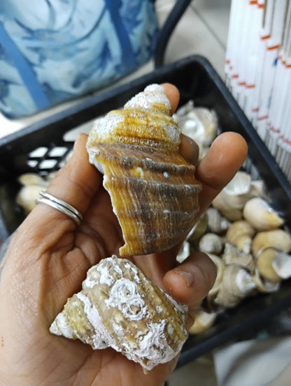 Natural Ribbed Turbo Shell