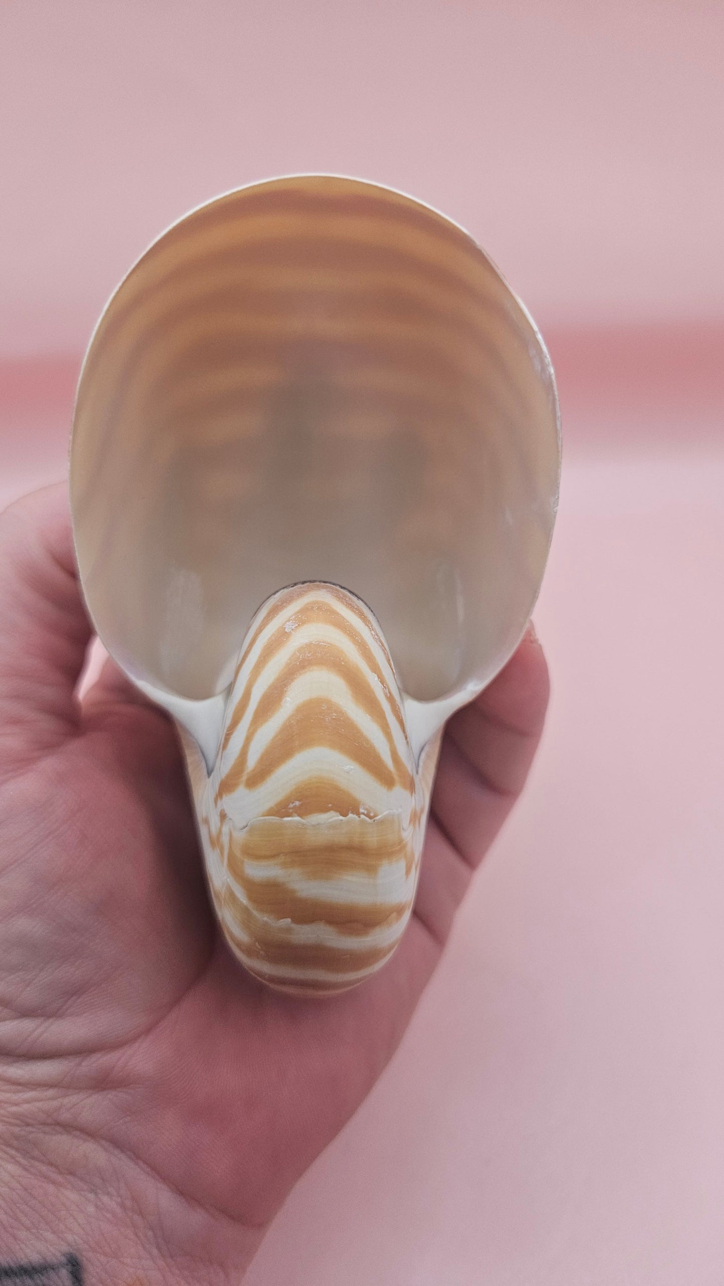 Tiger Nautilus Shell – Striking Natural Ocean Decor 4"