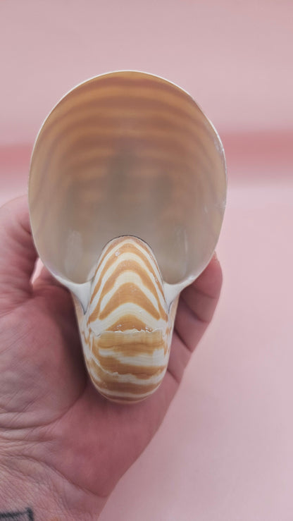 Tiger Nautilus Shell – Striking Natural Ocean Decor 4"