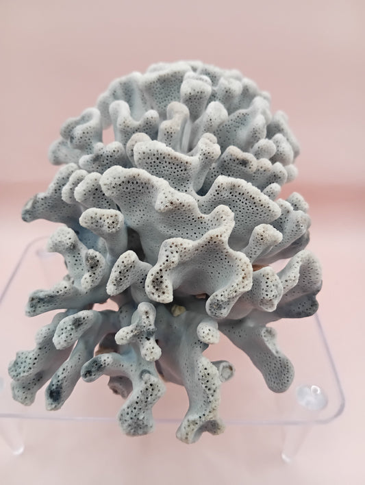 Vintage Blue Ridge Coral – 6.8" | Heliopora Coerulea