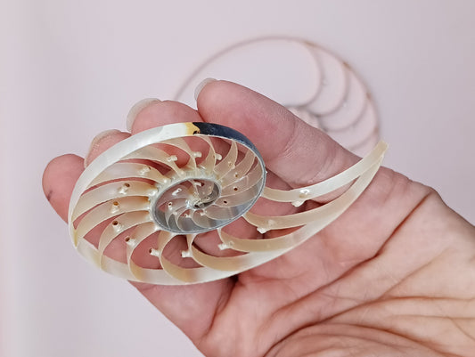 Center Sliced Pearl Nautilus Shells