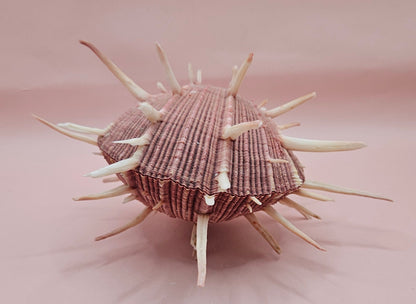 Spiny Spondylus Regius Display Shell | Mauve Pink Thorny Oyster Shell Decor