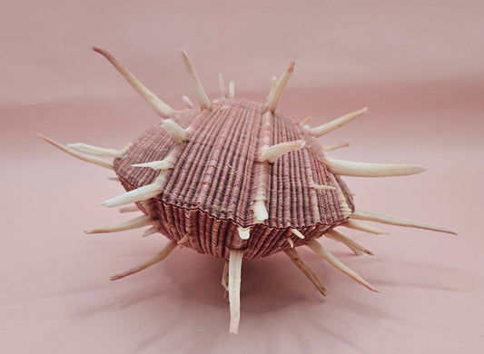 Spiny Spondylus Regius Display Shell | Mauve Pink Thorny Oyster Shell Decor