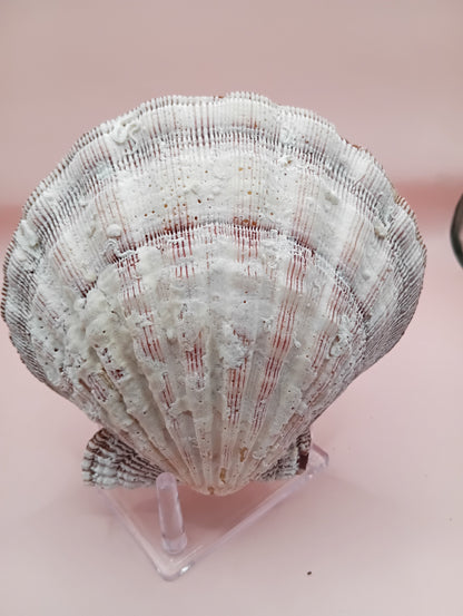 Natural Lion's Paw Seashell Pair – 5.9" x 5.3" – Barnacle-Encrusted Coastal Display