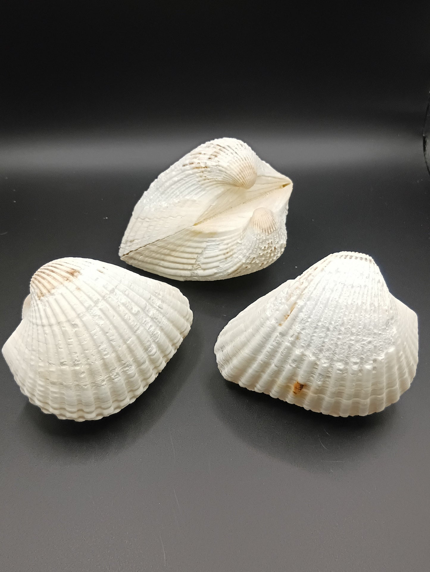 Ark Clam Pair (Telligarca Granosa)