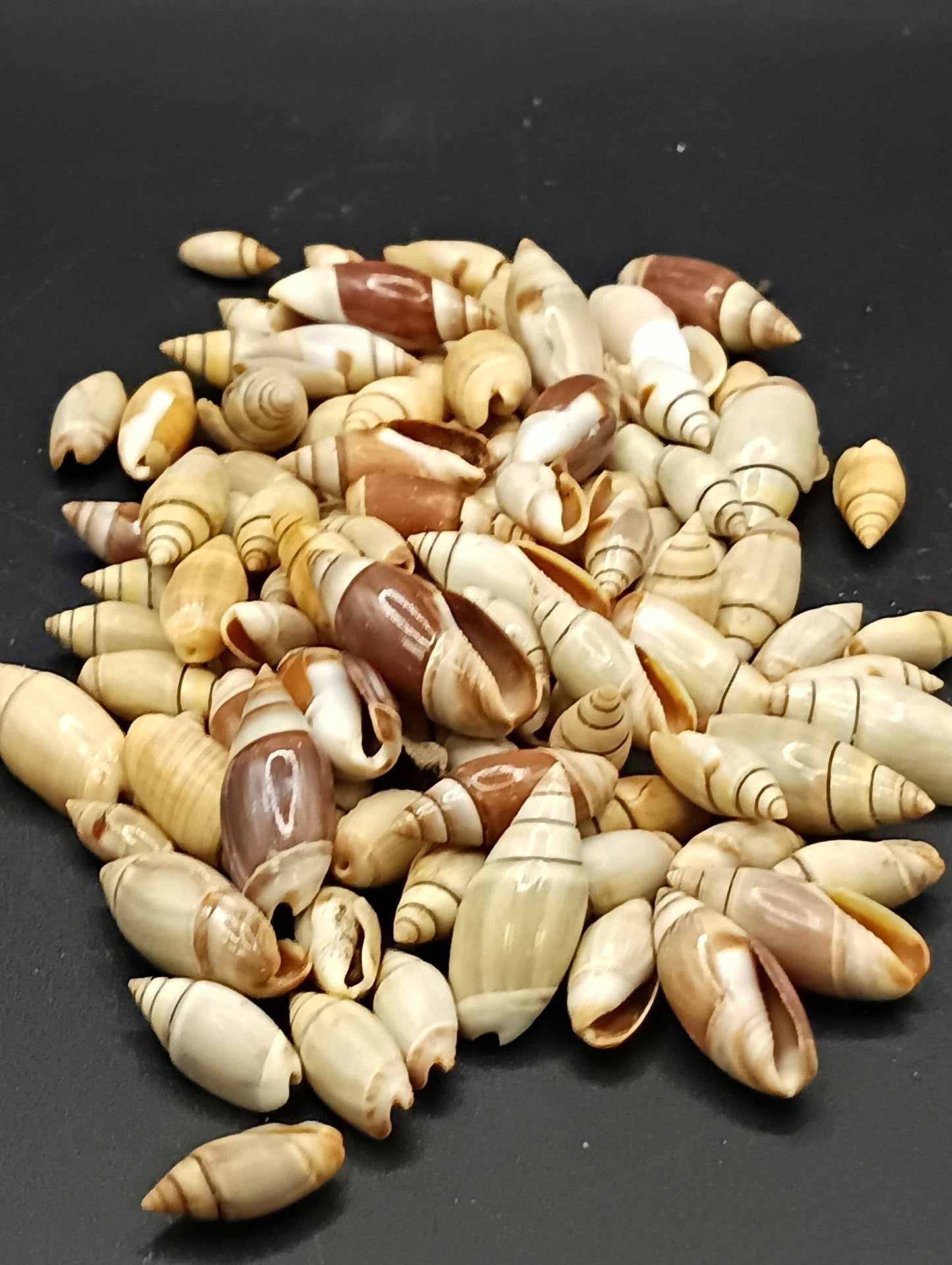 Mini Light Brown Mexican Olive Shell