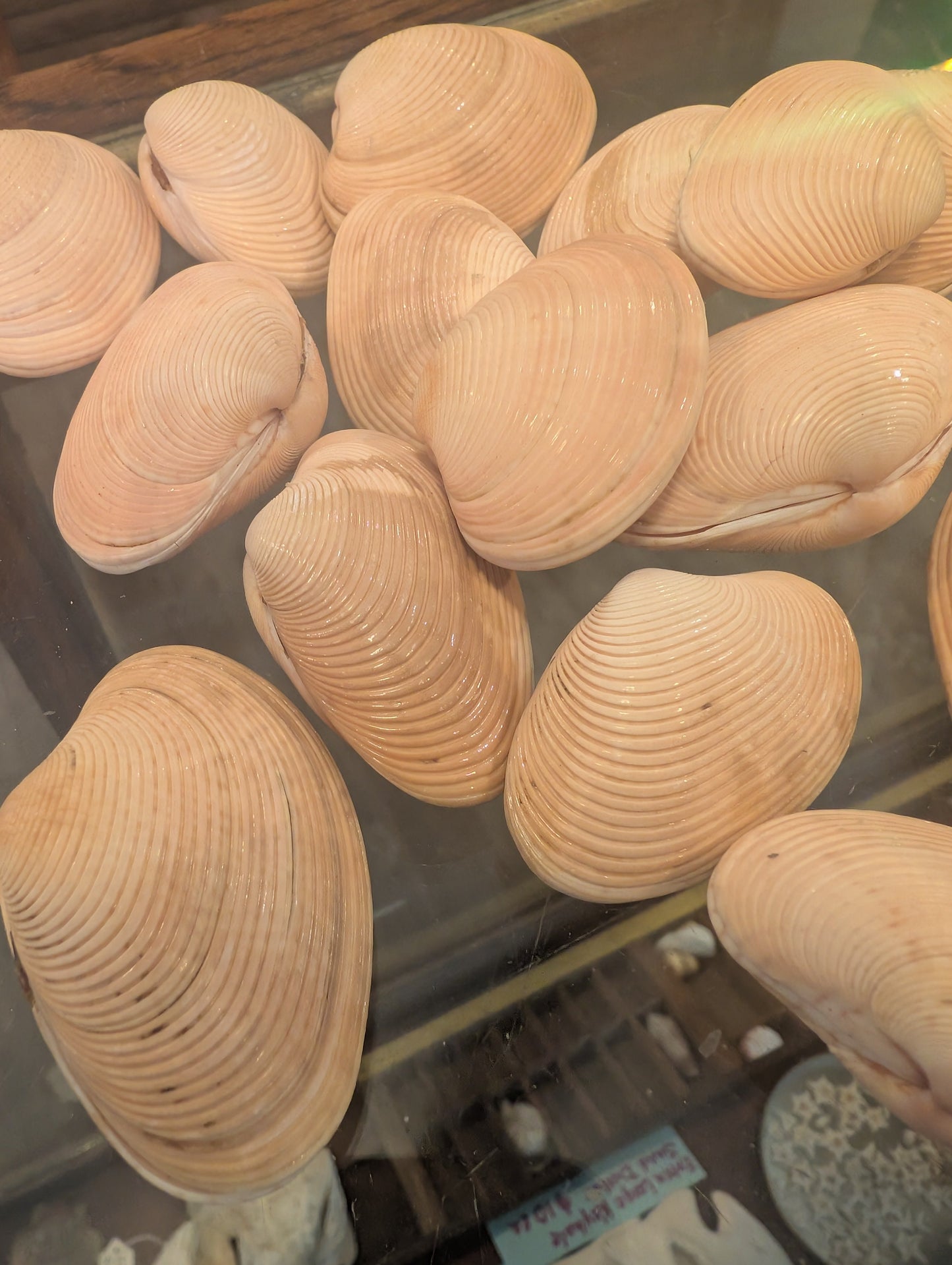 Paphia amanilis Lovely Venus Clam