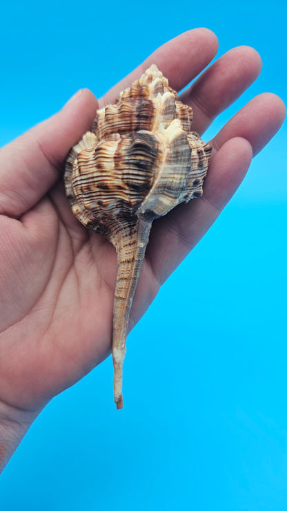 Bill Snipe Shell 5" Murex scolopax Long Tapered Display Shell with Textured Ridges