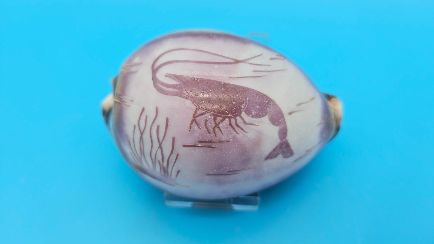 Carved Cowrie Shell Display 3.5" – Dolphin, Seahorse, or Shrimp Design Options