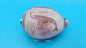 Carved Cowrie Shell Display 3.5" – Dolphin, Seahorse, or Shrimp Design Options