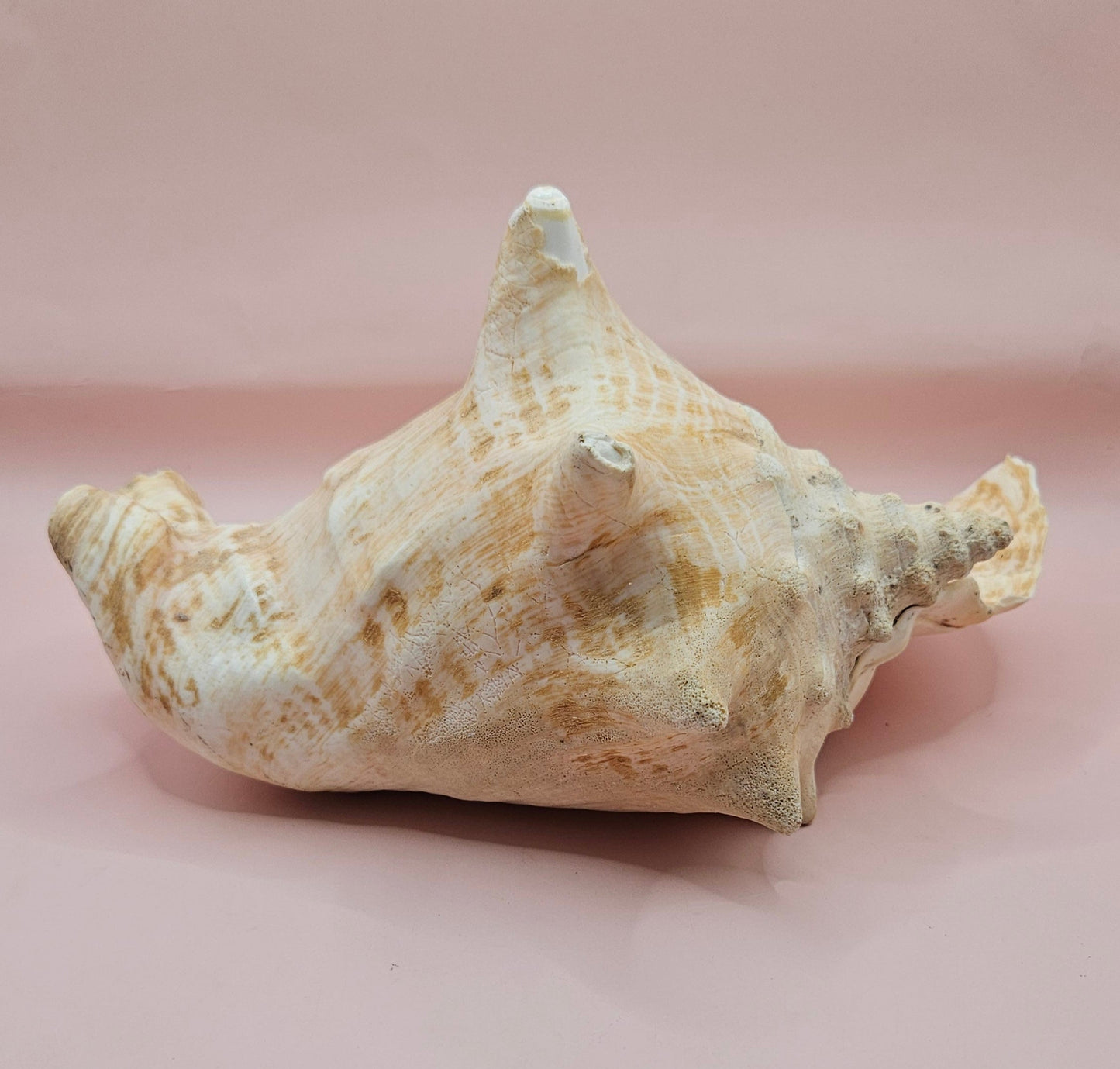 Large Atlantic Conch Shell 9.75" Natural Beach Display – Non-Pierced Coastal Decor