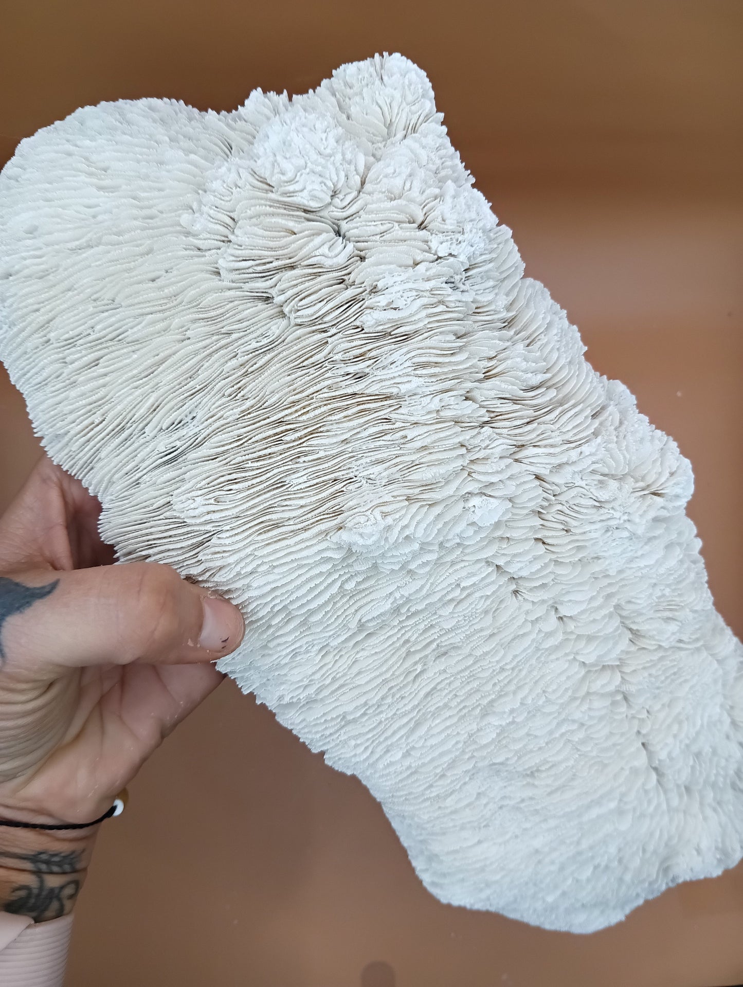 Tongue Mushroom Coral 14" Oblong Bowl Shape