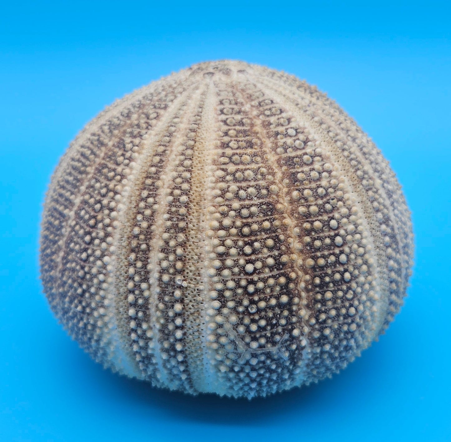 English Channel Urchin Shell – 5"x4" Coastal Display Piece