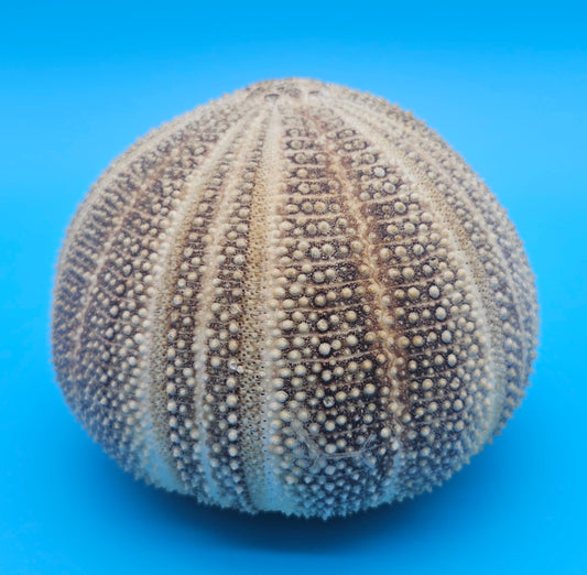 English Channel Urchin Shell – 5"x4" Coastal Display Piece
