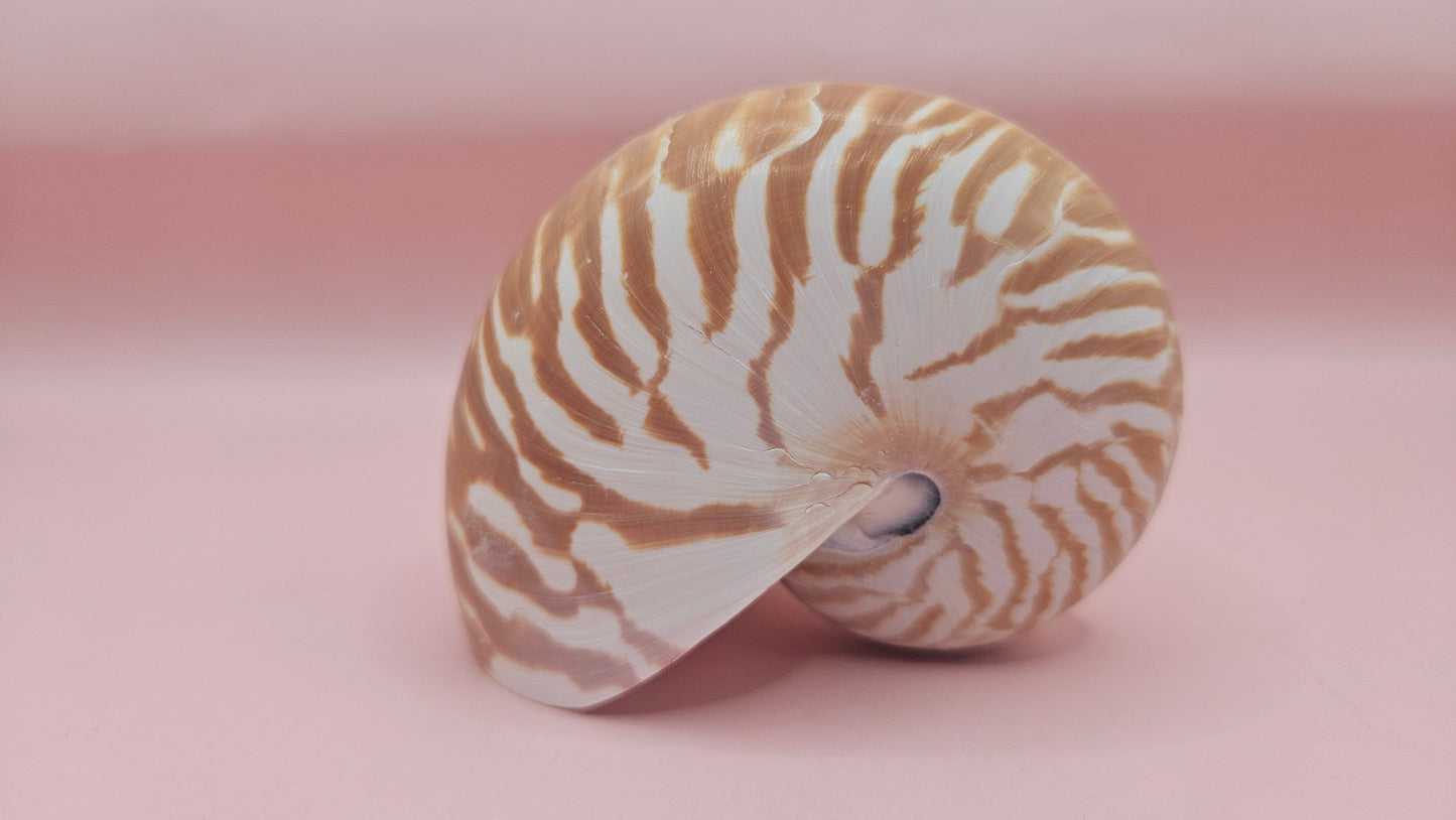 Tiger Nautilus Shell – Striking Natural Ocean Decor 3.5"