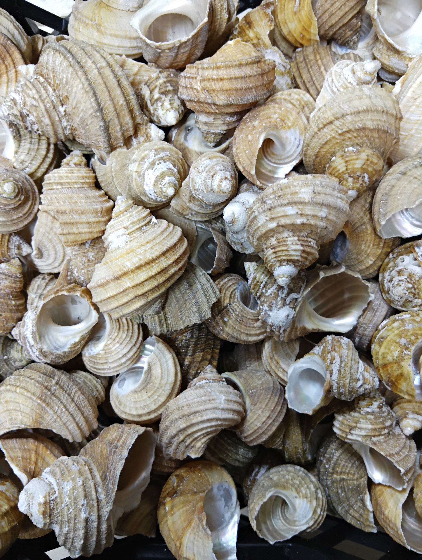 Natural Ribbed Turbo Shell