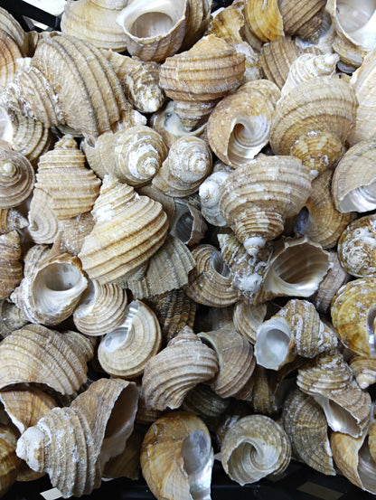 Natural Ribbed Turbo Shell