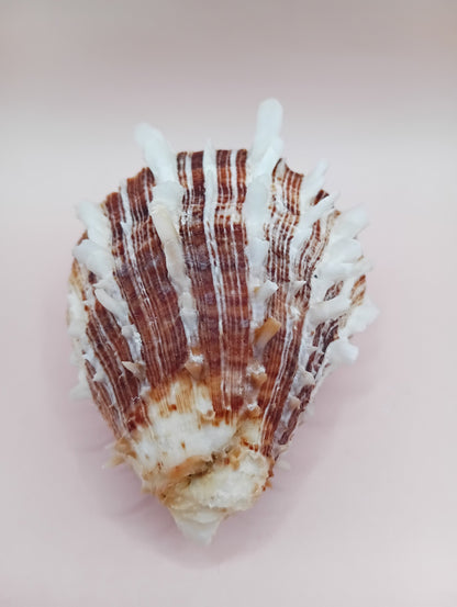 Natural Hinged Spondylus Shell – 2.8" x 2.2" – Spiny Display Shell