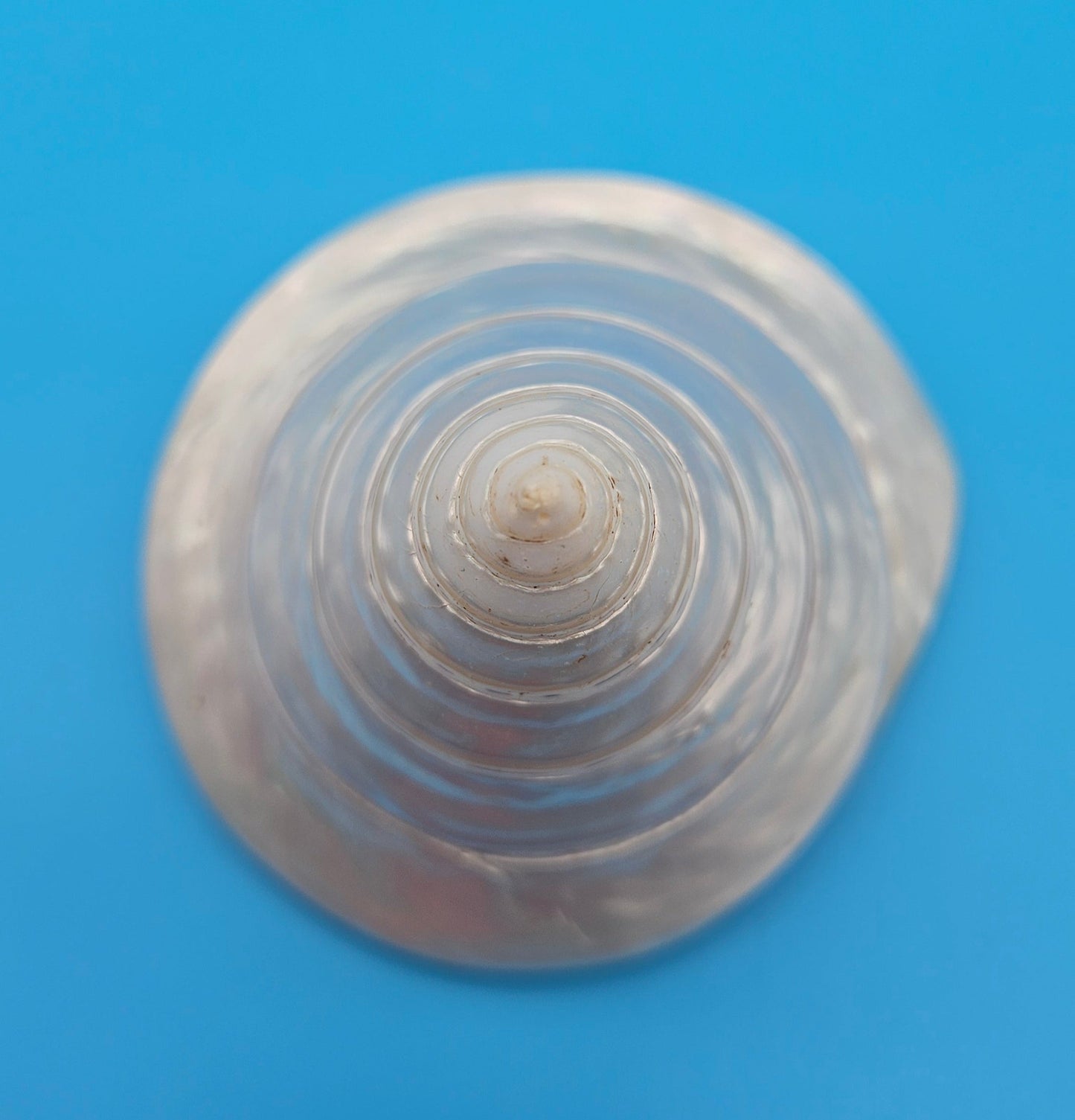 Pearled Trochus Niloticus Shell 3.9" Polished Spiral Display Shell with Iridescent Finish