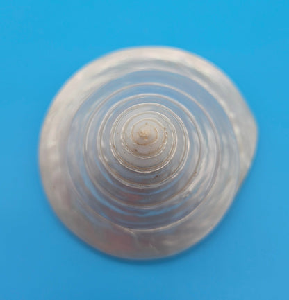 Pearled Trochus Niloticus Shell 3.9" Polished Spiral Display Shell with Iridescent Finish