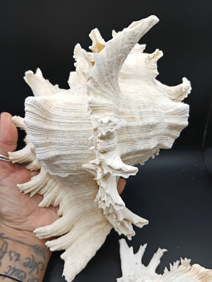 Murex Ramosus Shell