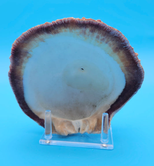 Deformed Giant Rock Scallop | Mutant Freak Coastal Display Shell 5.7" (Crassadoma gigantea)