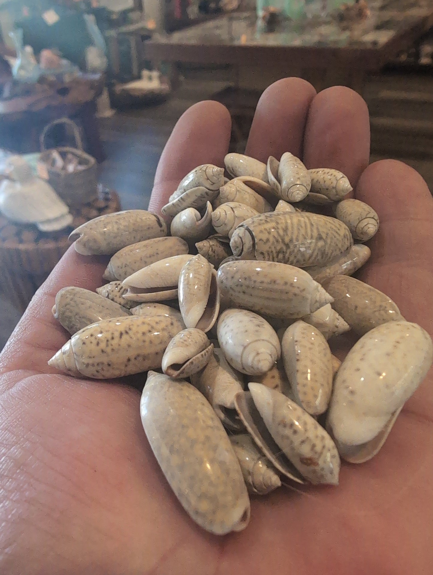 Juvenile Olive Shells