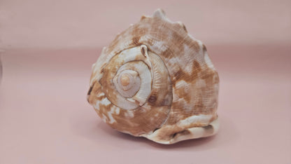 King Helmet Cassis flammea 4.5"