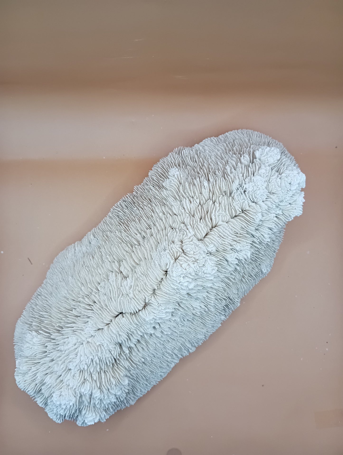 Tongue Mushroom Coral 14" Oblong Bowl Shape