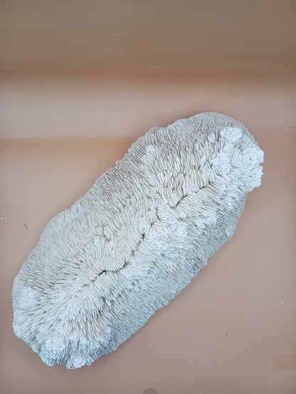 Tongue Mushroom Coral 14" Oblong Bowl Shape