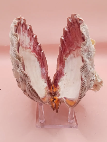 Natural Lion's Paw Seashell Pair – 5.9" x 5.3" – Barnacle-Encrusted Coastal Display