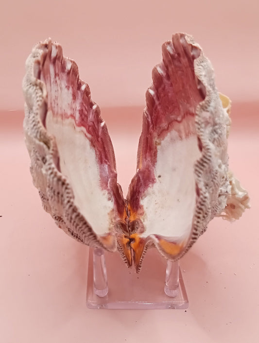 Natural Lion's Paw Seashell Pair – 5.9" x 5.3" – Barnacle-Encrusted Coastal Display