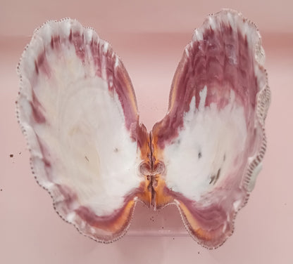 Natural Lion's Paw Seashell Pair – 5.5" x 5.0" – Coastal Display Accent