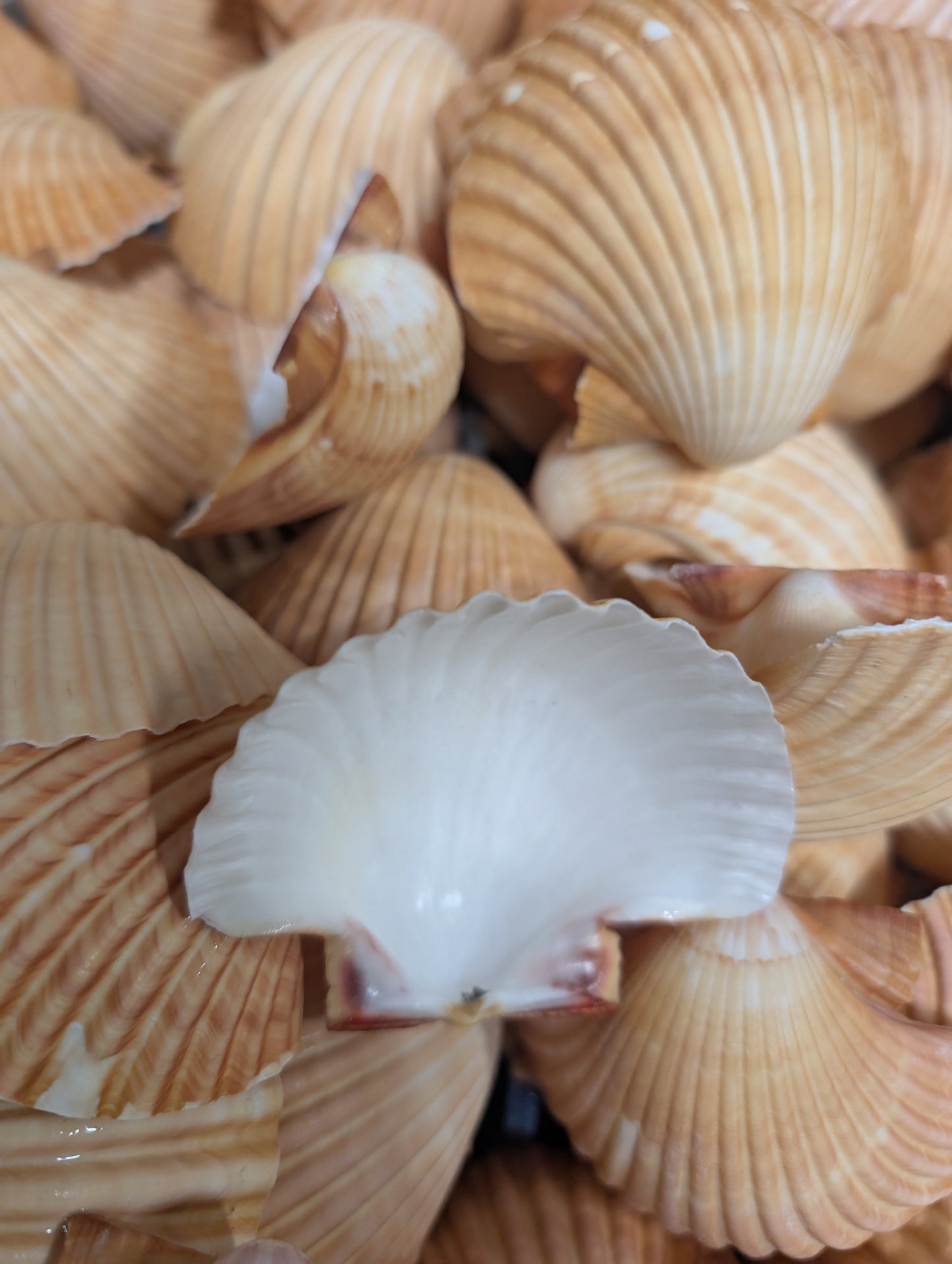 Edged Mexican Deep Cup Scallop Shells