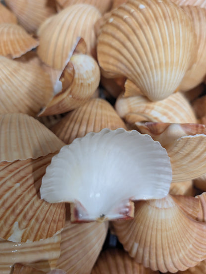 Edged Mexican Deep Cup Scallop Shells