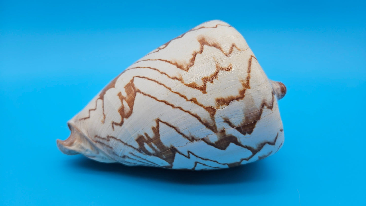 Noble Volute Display Shell – Premium Coastal Home Decor Specimen 7.25" Cymbiola nobilis