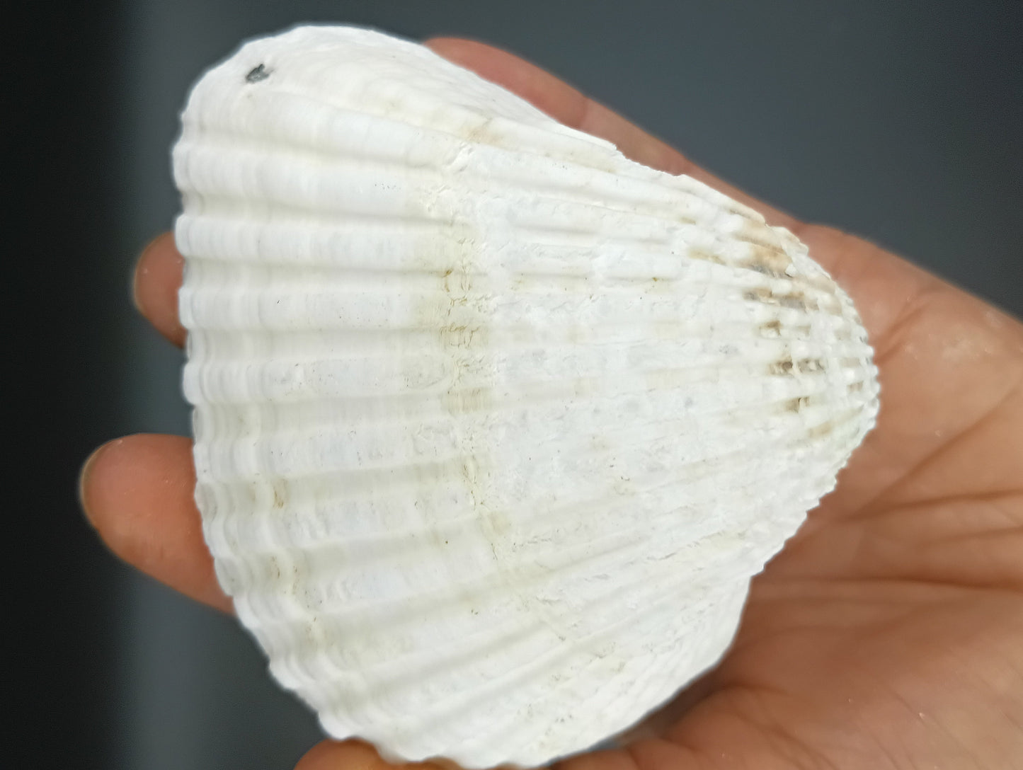 Ark Clam Pair (Telligarca Granosa)