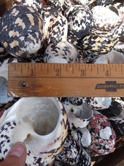 Black and Pearl Pica Magpie Turbo Shells Caribbean Gulf Seashells