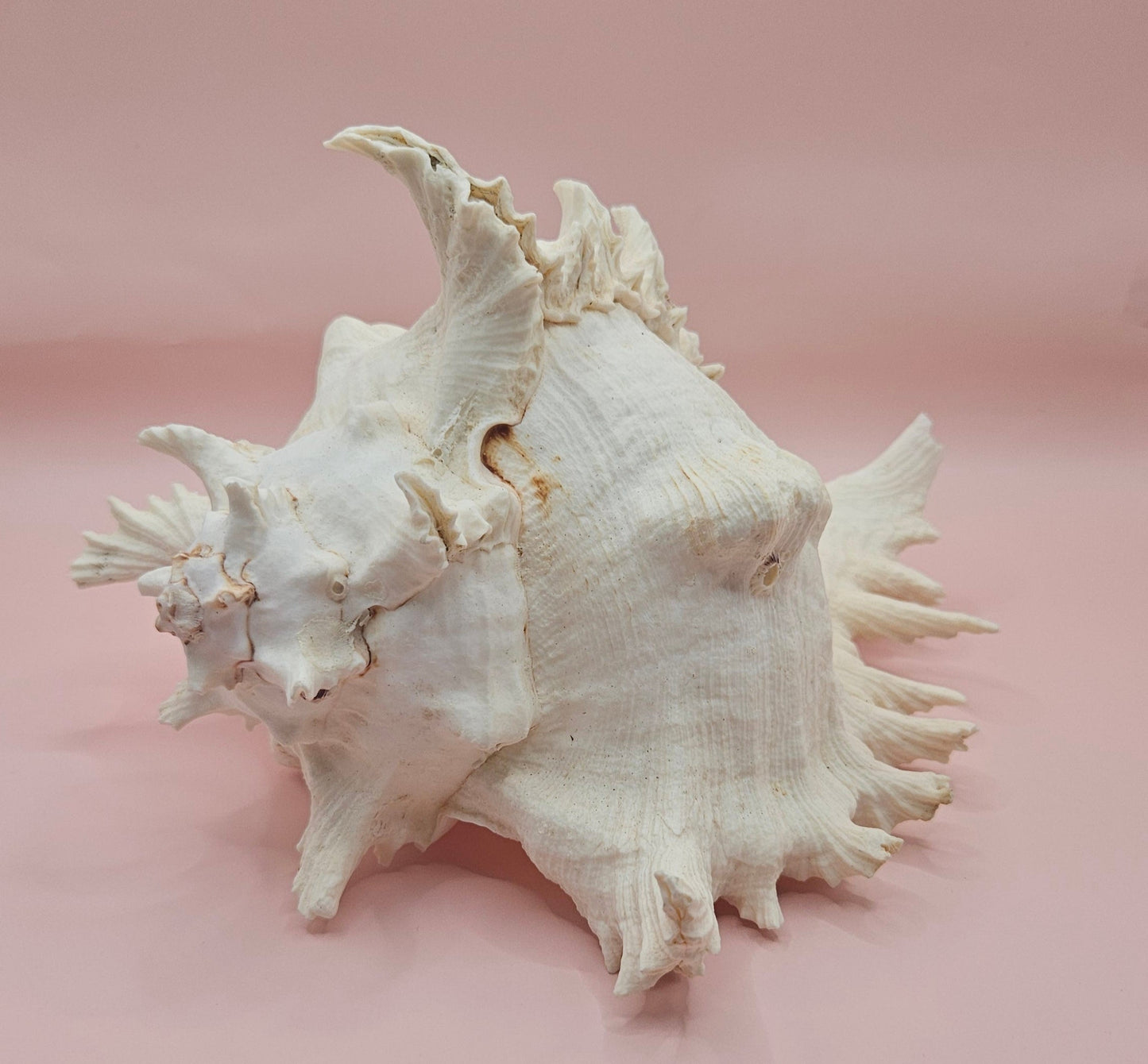Murex Ramosus Conch – Large Spiny Seashell for Coastal & Nautical Decor (8.5" x 6.5")