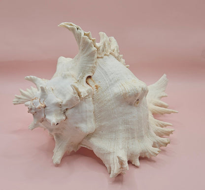 Murex Ramosus Conch – Large Spiny Seashell for Coastal & Nautical Decor (8.5" x 6.5")