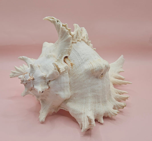 Murex Ramosus Conch – Large Spiny Seashell for Coastal & Nautical Decor (8.5" x 6.5")