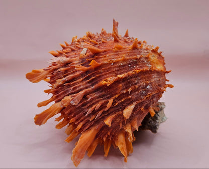 Princeps Spondylus Spiny Oyster Shell with Attached Undosa Astraea – Natural Ocean Display 6x5x4