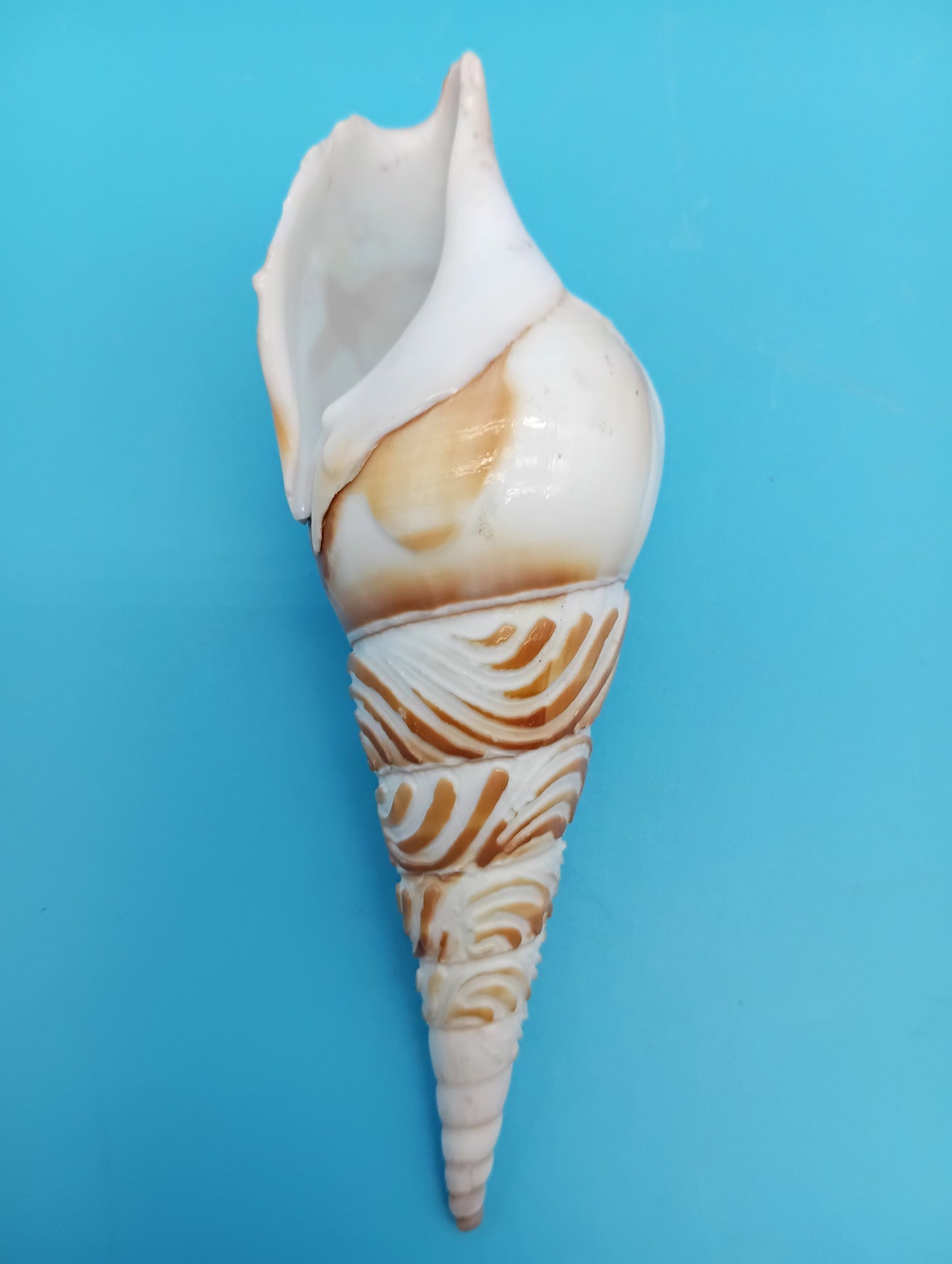 Carved Tibia Shell with Seagull Scene – 4.7"