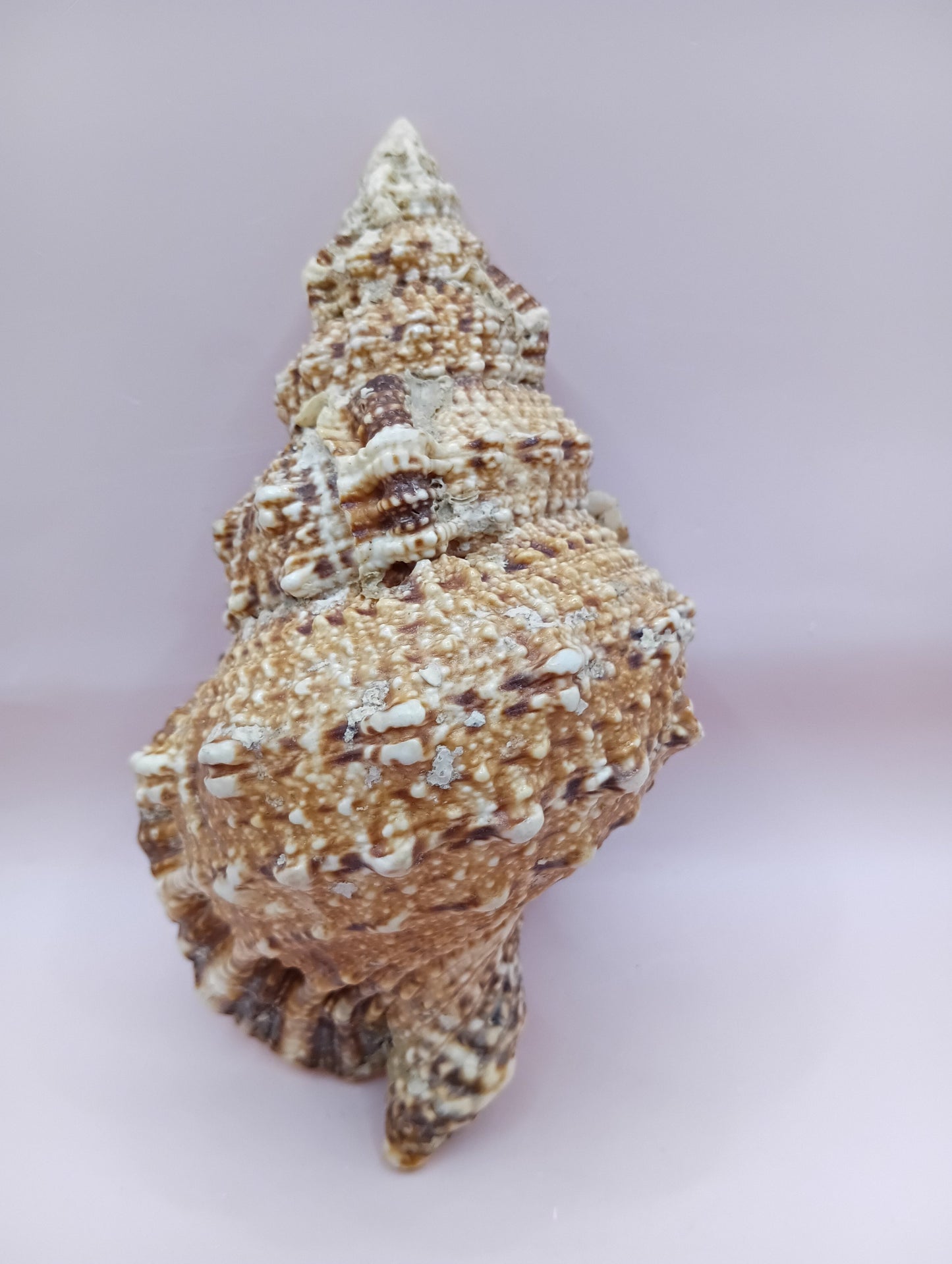 Natural Frog Conch Shell – 6.8" Coastal Display Bursa Bulba Tutufa bubo