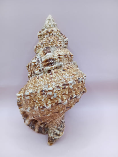 Natural Frog Conch Shell – 6.8" Coastal Display Bursa Bulba Tutufa bubo