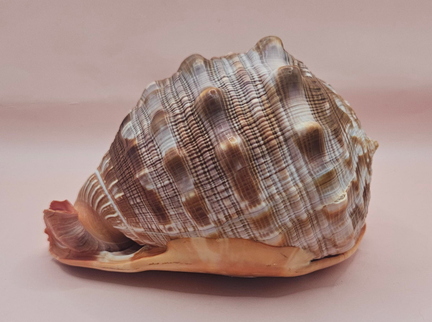 Select Bullmouth Cameo Helmet Shell 7x5x4 Display